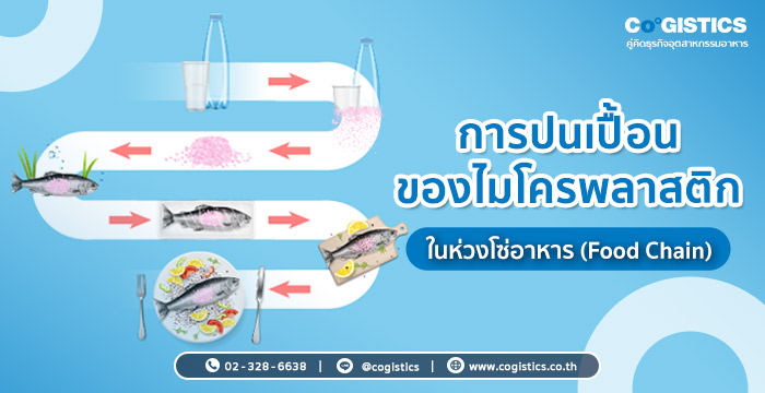 การปนเปื้อนของไมโครพลาสติกในห่วงโซ่อาหาร