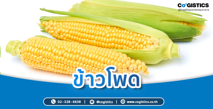 ข้าวโพด (โปรตีนจากพืช)