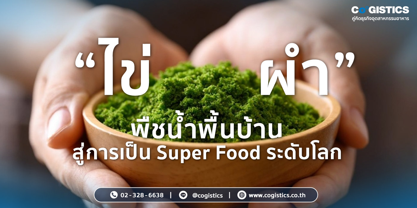 “ไข่ผำ” พืชน้ำพื้นบ้านสู่การเป็น Super Food ระดับโลก
