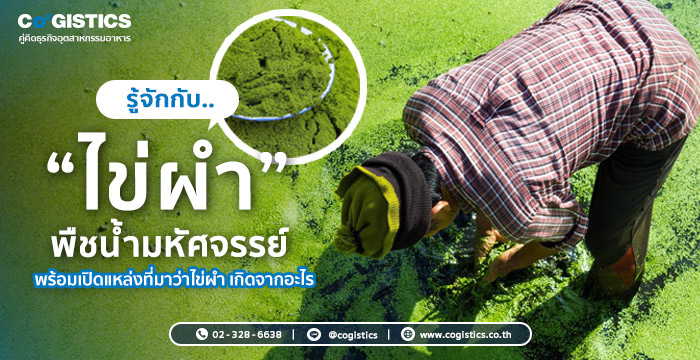 รู้จักกับ “ไข่ผำ” พืชน้ำมหัศจรรย์ พร้อมเปิดแหล่งที่มาว่าไข่ผำ เกิดจากอะไร 